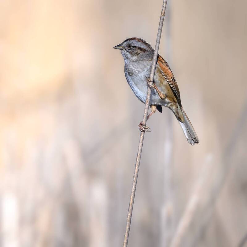 Swamp sparrow фото превью