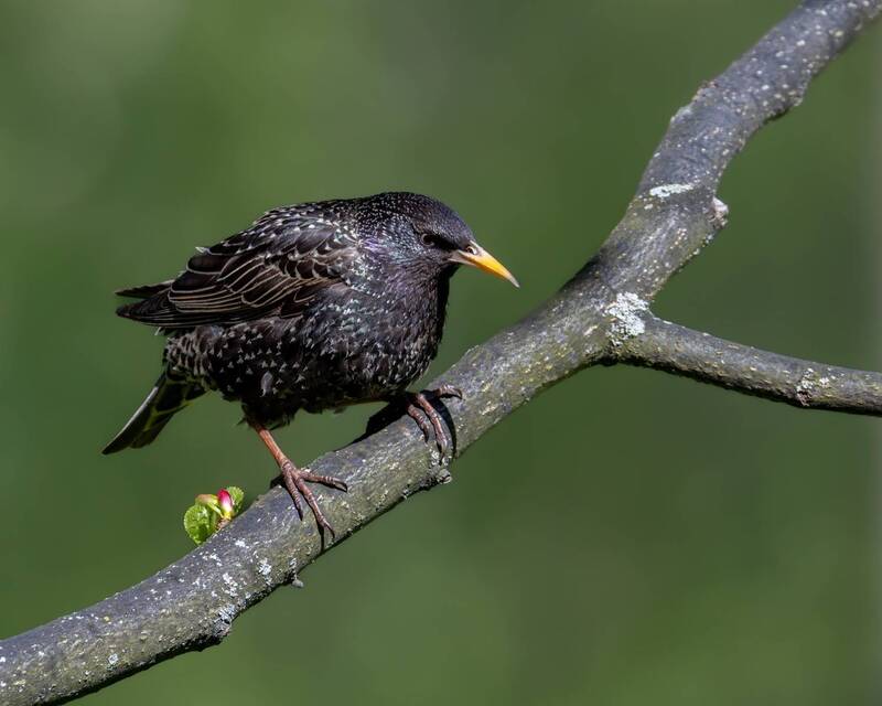 скворец, птицы  фото превью