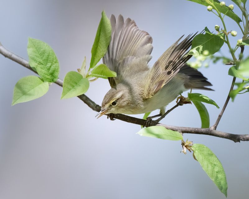 Пеночка-теньковка (Phylloscopus collybita) фото превью