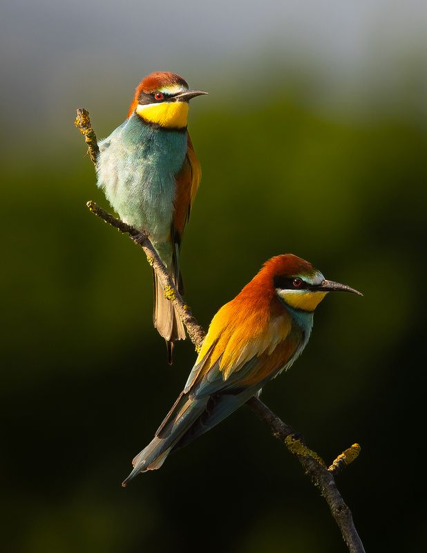 Bee-eater фото превью