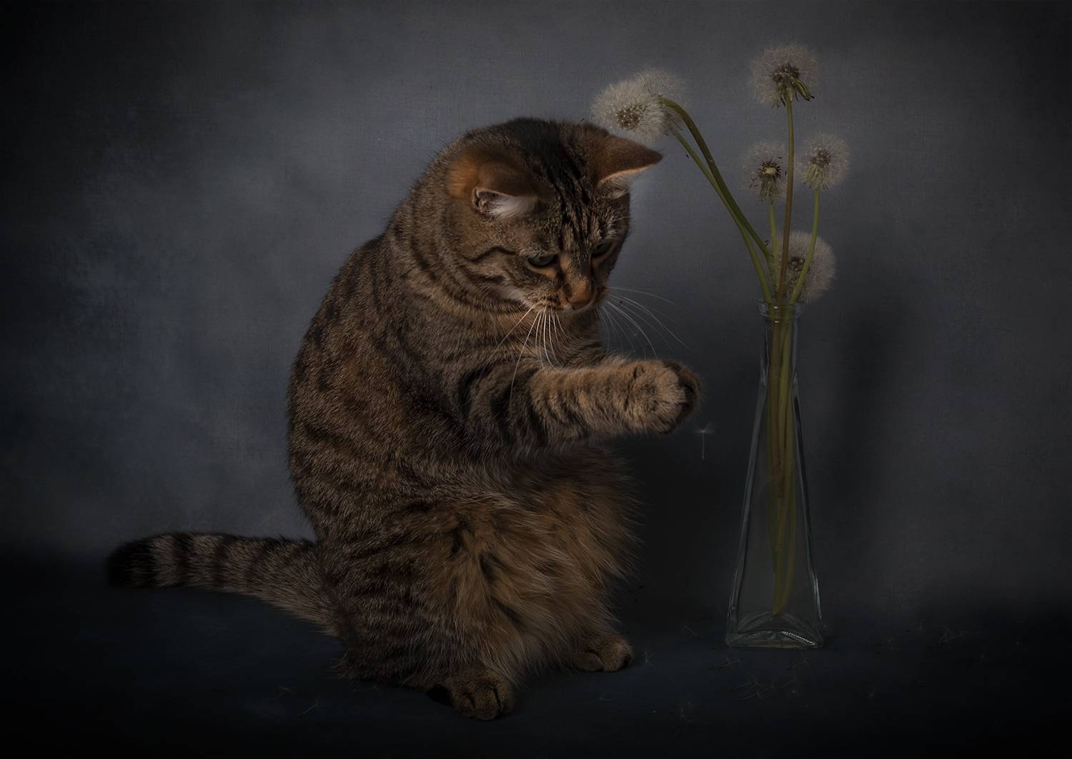 кошка, одуванчик, кот, Александр Чазов