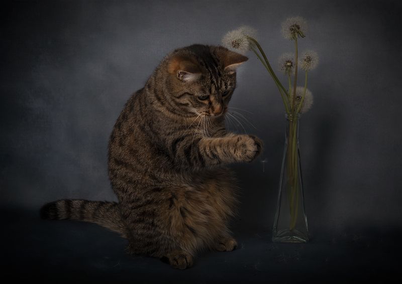 кошка, одуванчик, кот Не поймал фото превью