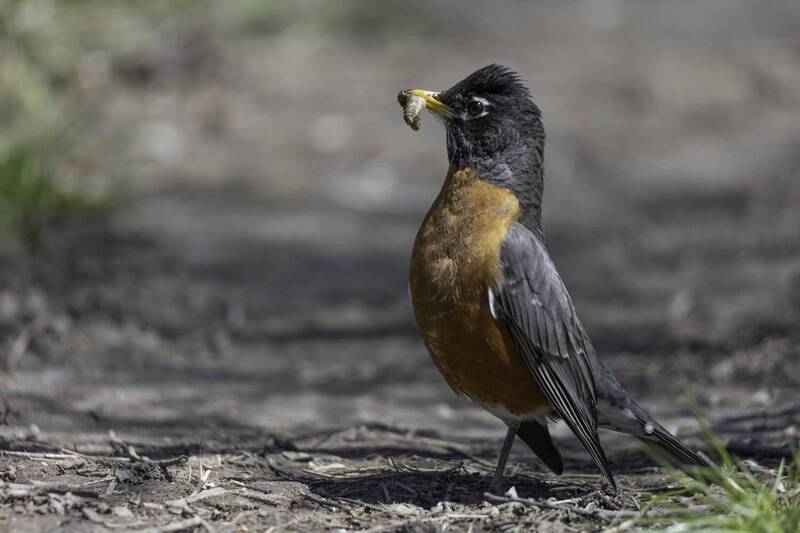 American robin фото превью
