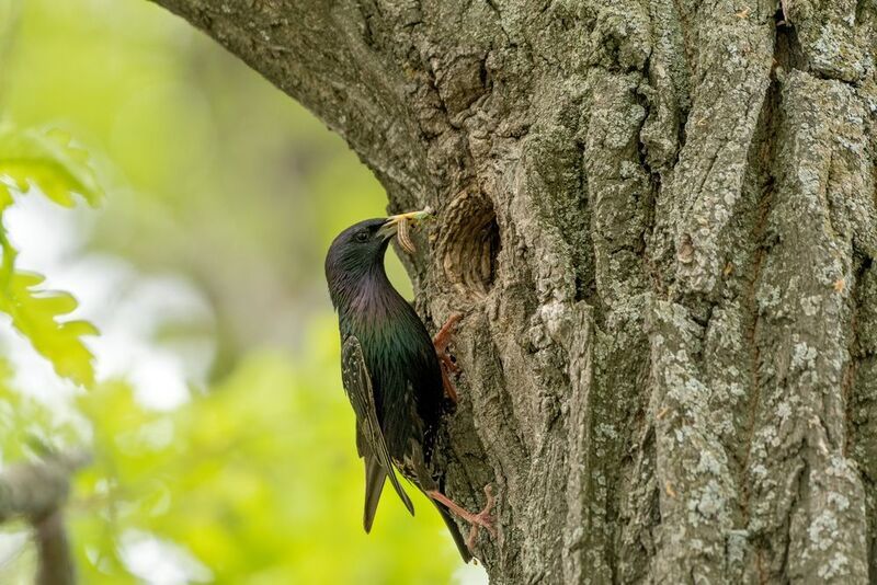 птицы, скворец скворец фото превью