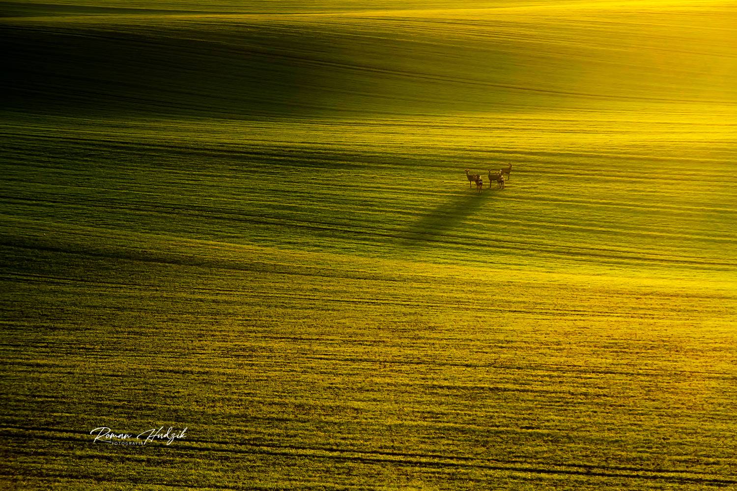 Sunrise, Roe deer, Fields, Sunset, Landscape, Nikon, Nikon D 850, Hudzik Roman