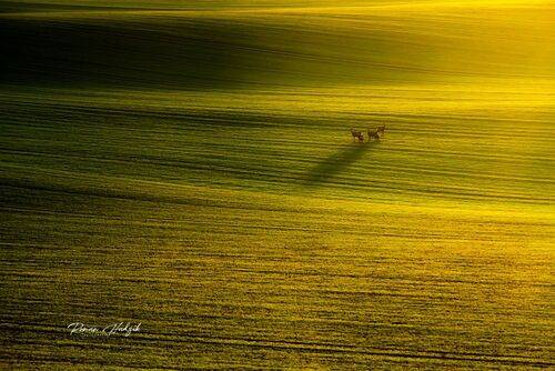 Roe deer.