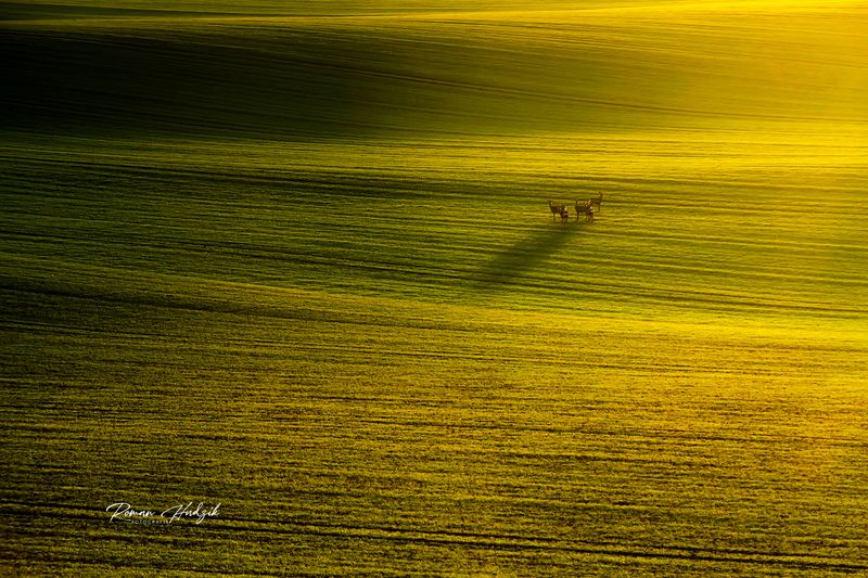 Sunrise, Roe deer, Fields, Sunset, Landscape, Nikon, Nikon D 850 Roe deer. фото превью