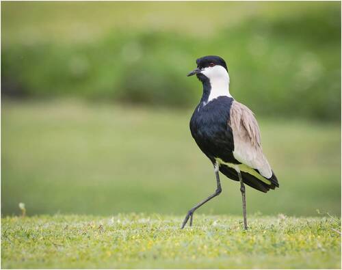 Шпорцевый чибис (Vanellus spinosus).