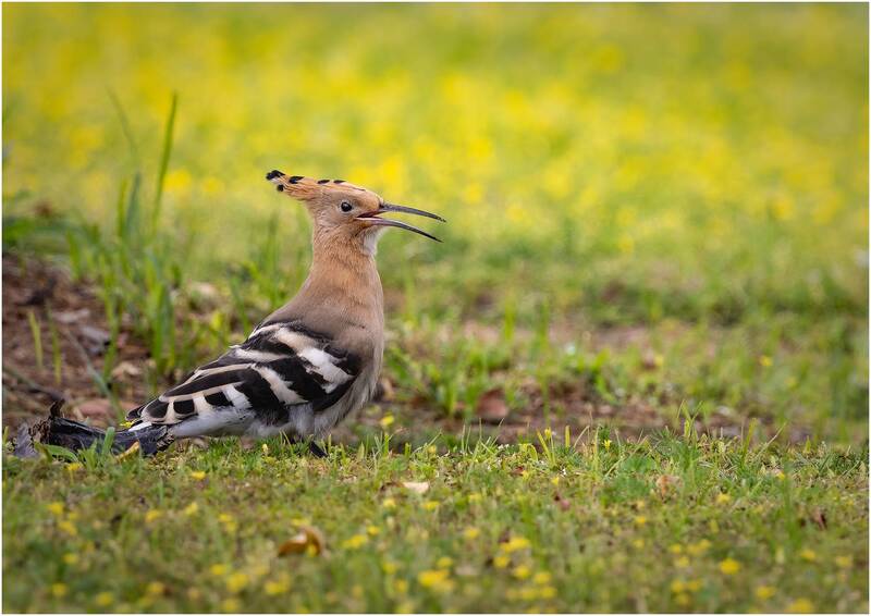 hoopoe, удод Удод.Hoopoe. фото превью