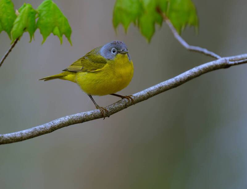 Nashville Warbler фото превью