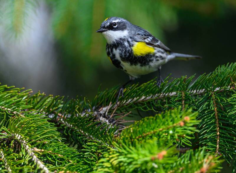 Yellow-rumped Warbler фото превью