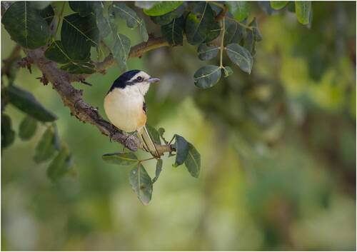 Маскированный сорокопут (лат. Lanius nubicus).Masked shrike.