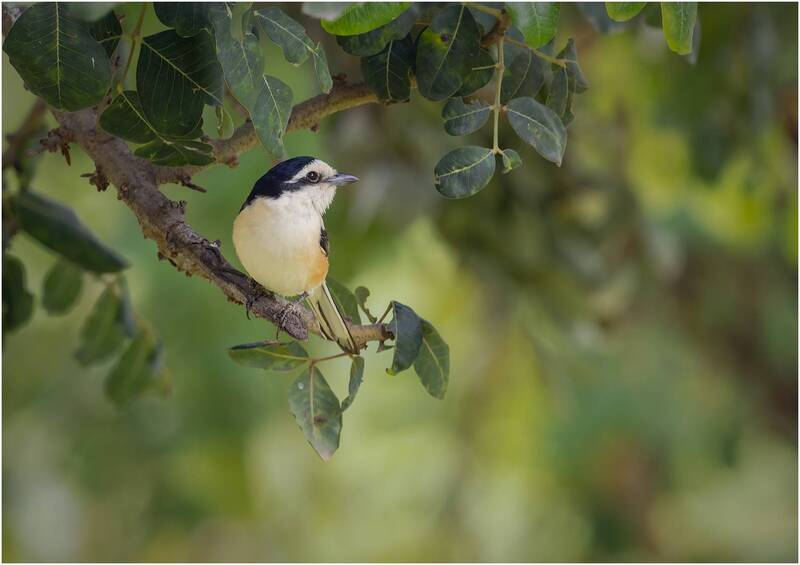 маскированный сорокопут, lanius nubicus, masked shrike, птица Маскированный сорокопут (лат. Lanius nubicus).Masked shrike. фото превью