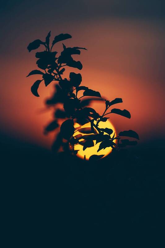 sunset, sunrise, evening, morning, light, sun, branch, tree, horizon *** фото превью