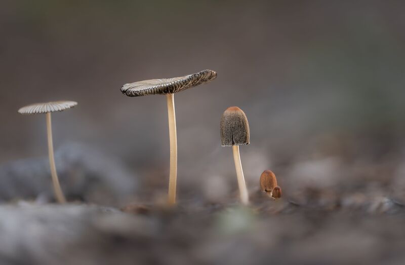 Family фото превью