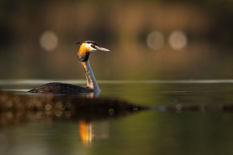 Great crested grebe фото превью