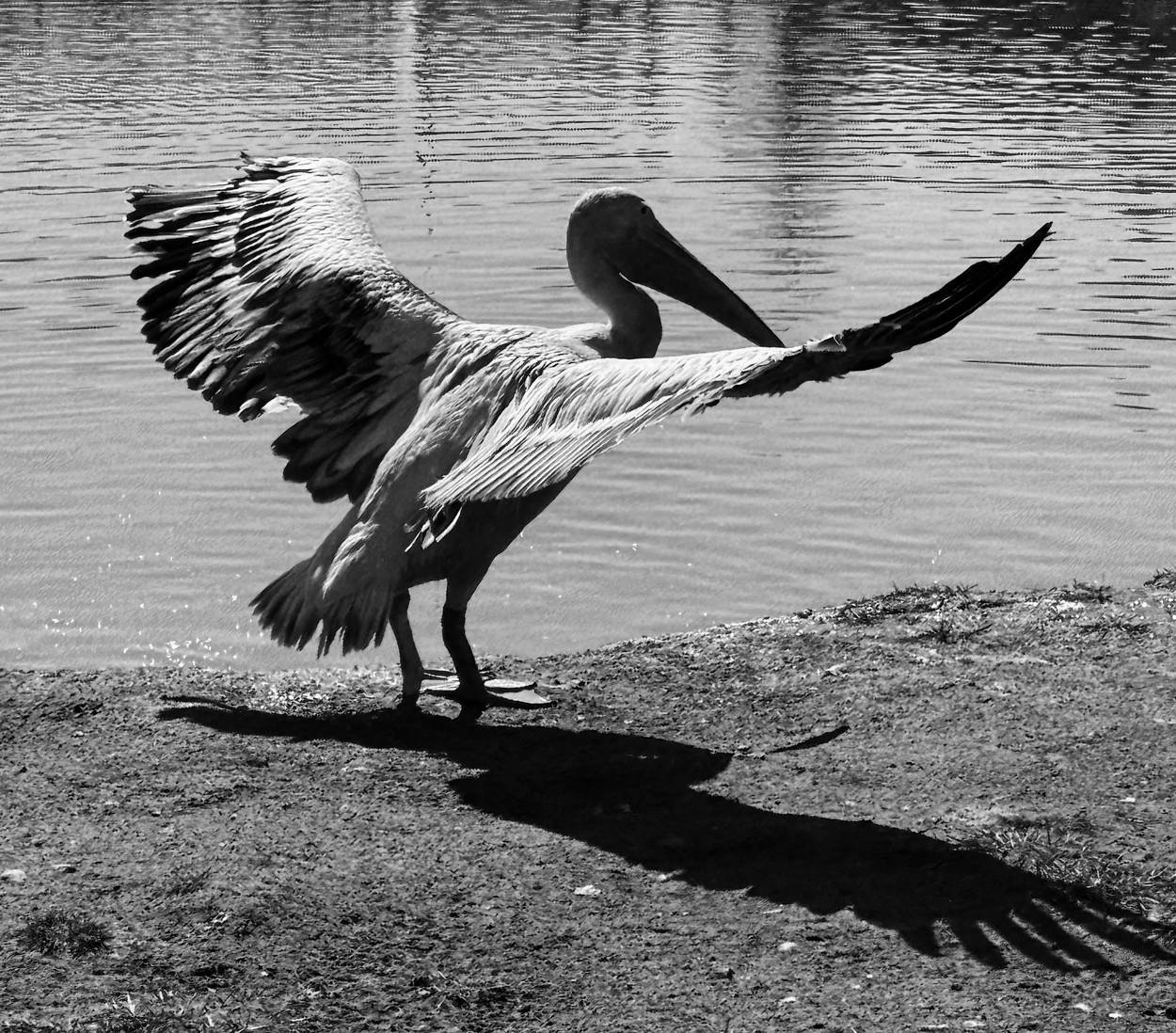 , Новикова Ольга