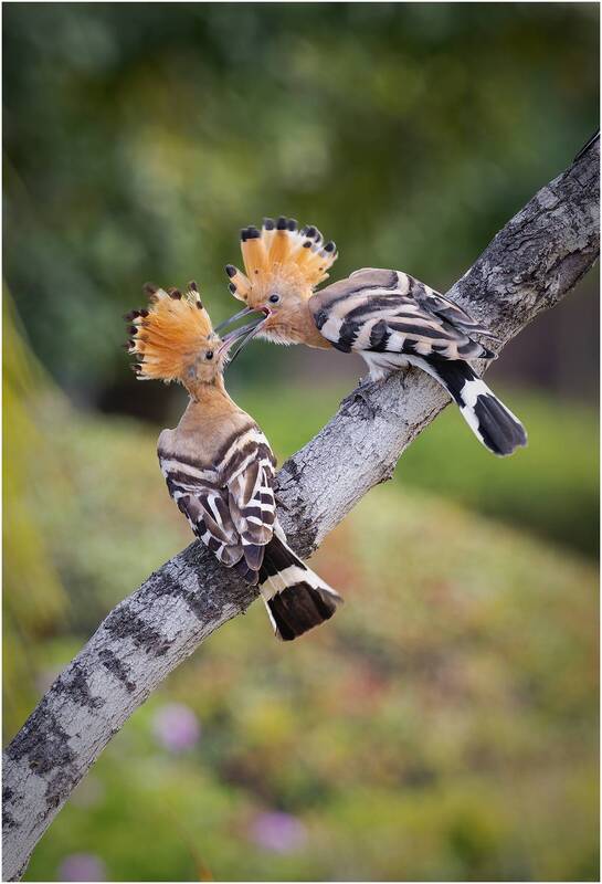 удод, hoopoe, птица Удод.Hoopoe. фото превью