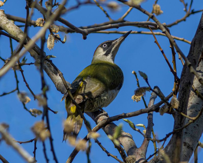 зелёный дятел, дятел, picus viridis, .picus, green woodpecker, woodpecker, птицы калининградской области Портрет зелёной фото превью