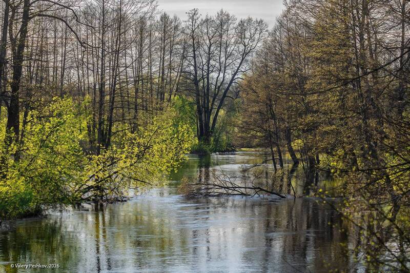 весна, лесная река, разлив, мещёра, рязанская область У весенней реки фото превью