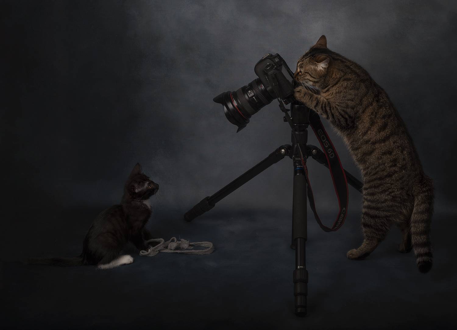 кошка, кот, котенок, фотосессия, фотограф, Александр Чазов