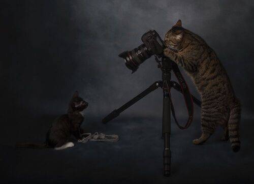Полосатый фотограф