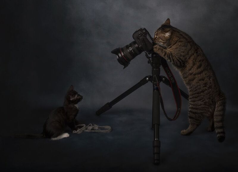 кошка, кот, котенок, фотосессия, фотограф Полосатый фотограф фото превью