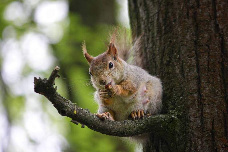 обыкновенная белка, векша, sciurus vulgaris Мама Белка фото превью