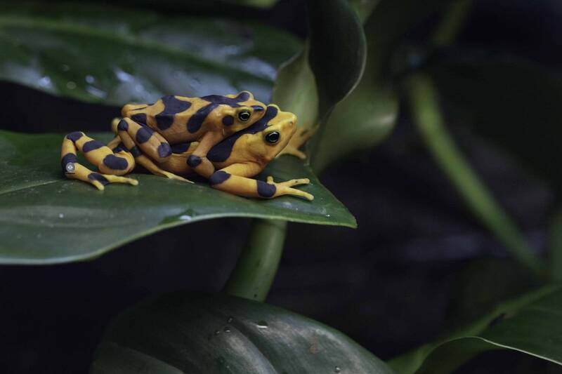 Panamanian golden frog фото превью