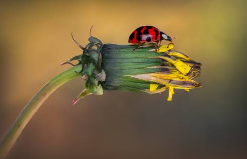 Balancing act