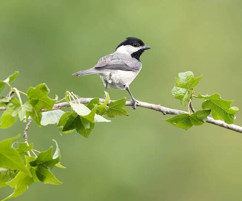 Каролинская гаичка- Carolina Chickadee