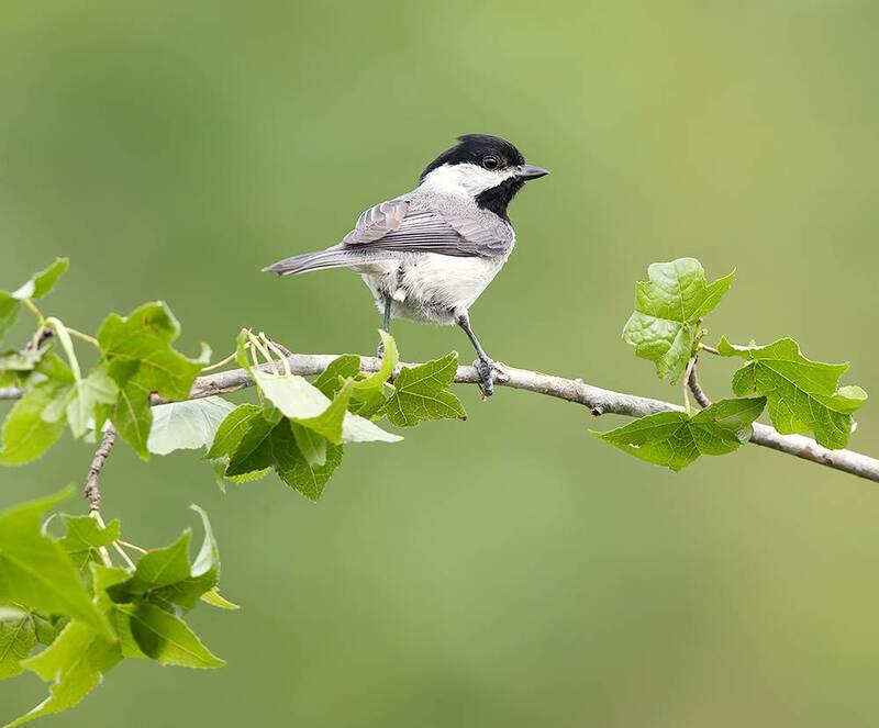 каролинская гаичка, гаичка, birds, птицы, wild, carolina chickadee, chickadee, cиничка, весна, spring Каролинская гаичка- Carolina Chickadee фото превью