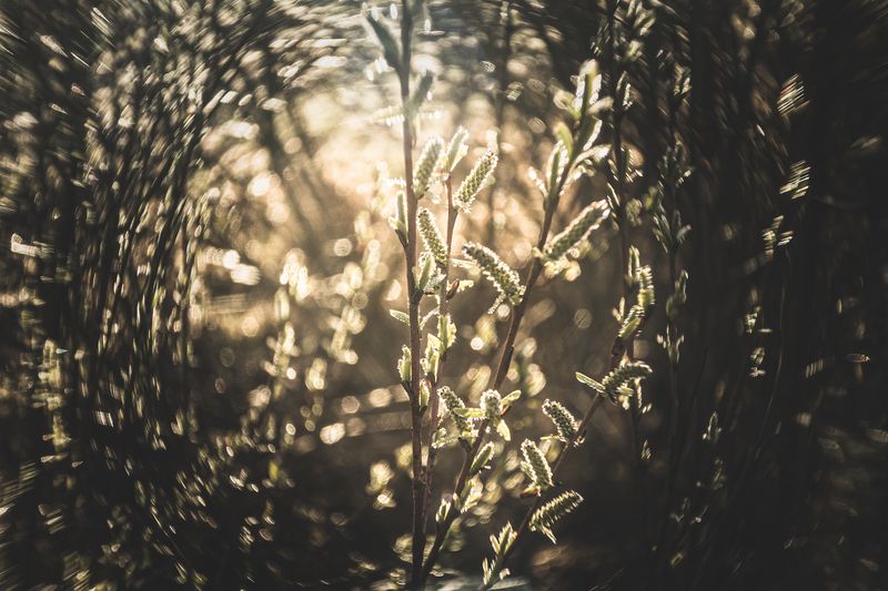 koks, gaismas Pūpoli фото превью