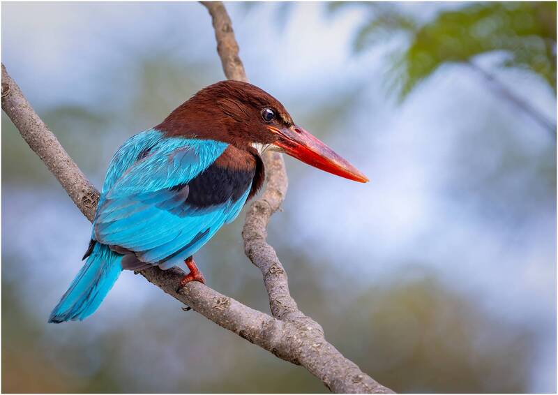 красноклювая альциона, белогрудый зимородок, halcyon smyrnensis, зимородок, птица, white-throated kingfisher Красноклювая альциона или белогрудый зимородок.( Halcyon smyrnensis ). фото превью