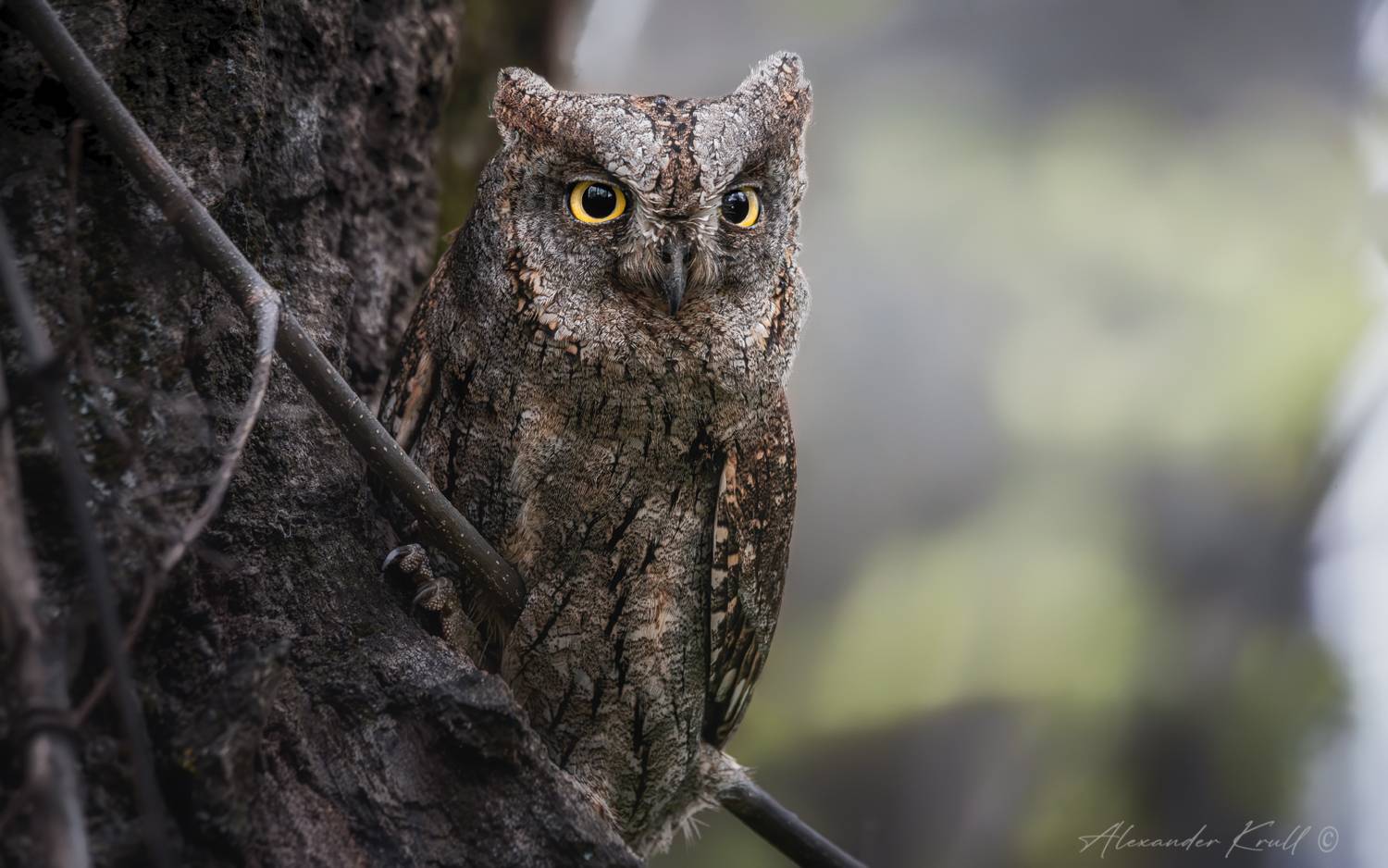сплюшка, сова, otus scops, Круль Александр