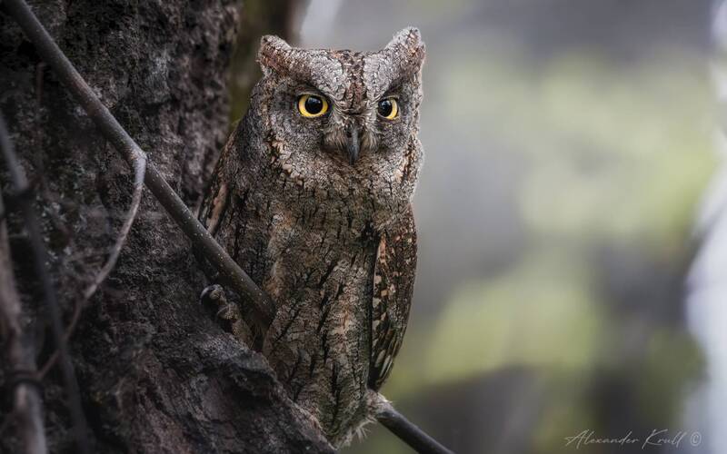 сплюшка, сова, otus scops Деревяшка с глазами фото превью