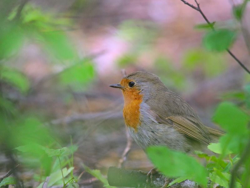 зарянка, малиновка, erithacus rubecula Зарянка фото превью