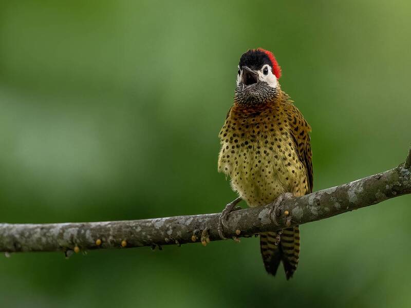 Spot-breasted Woodpecker фото превью