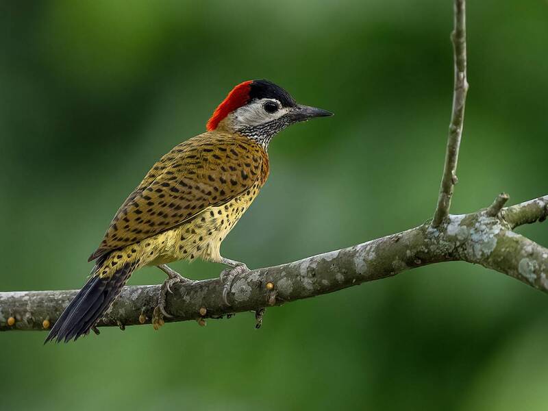 Spot-breasted Woodpecker фото превью