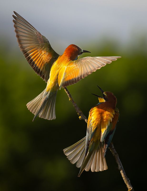 Bee-eater  фото превью
