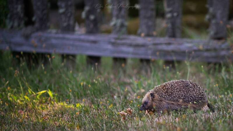 ёж, ёжик, забавные животные, животные, hedgehog, beautiful moment, вечерний гость, elvis antson Последний луч солнца фото превью