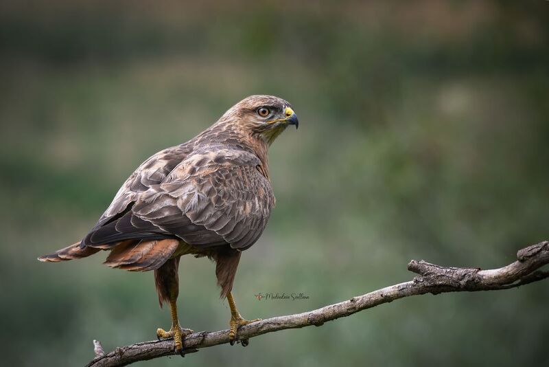 фотоохота, канюк, птица, природа Неожиданность.  фото превью