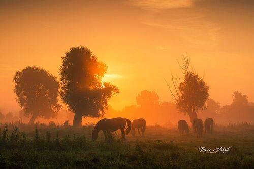 Horses