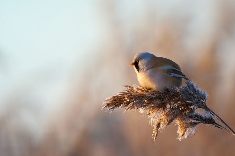 усатая синица, bearder reedling, Panurus biarmicus Усатые синицы фото превью