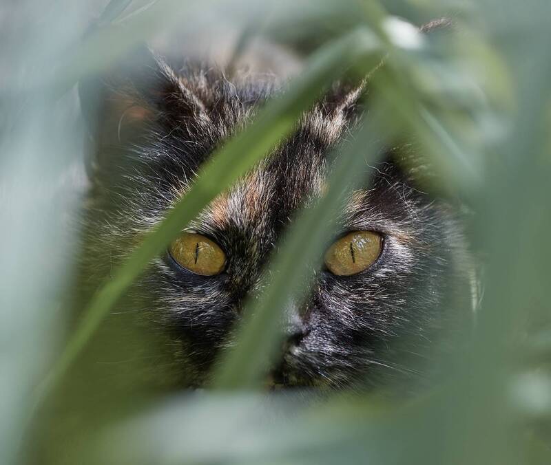 * фото превью