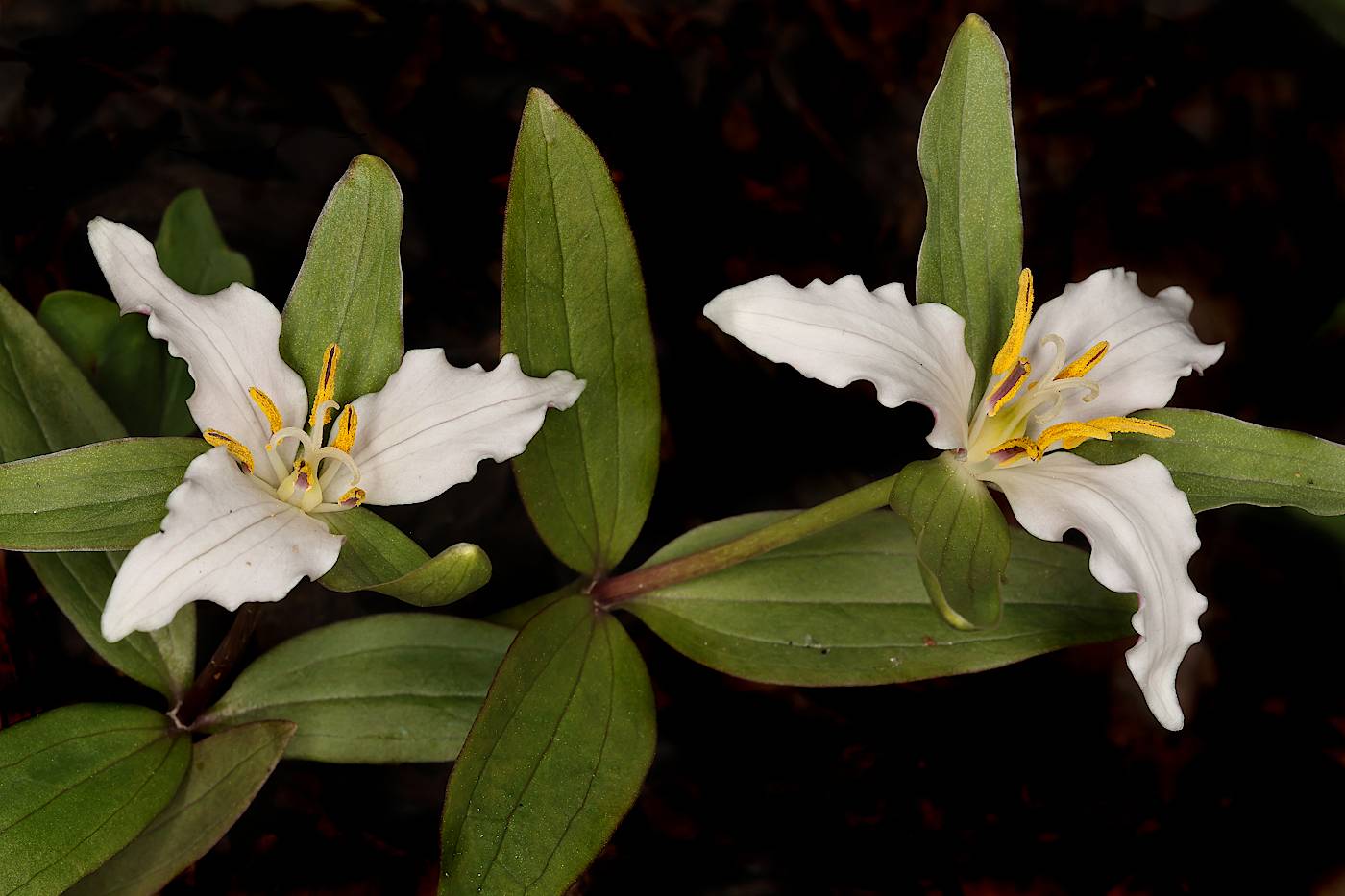 trillium, pusillum, Александр Зорин