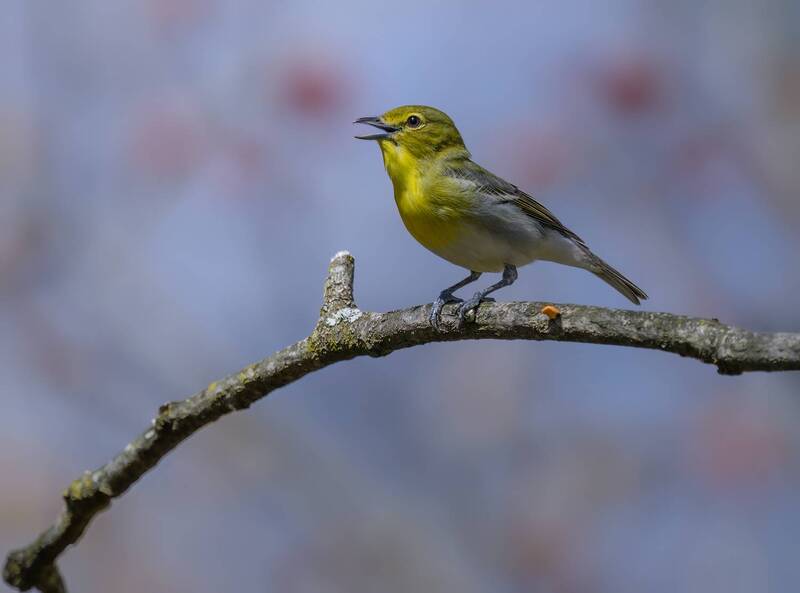 Yellow-throated Vireo фото превью
