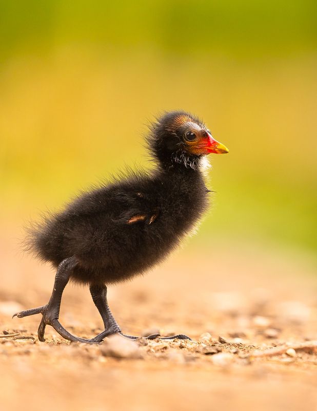 Green-legged фото превью