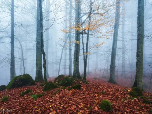 Foggy Forest