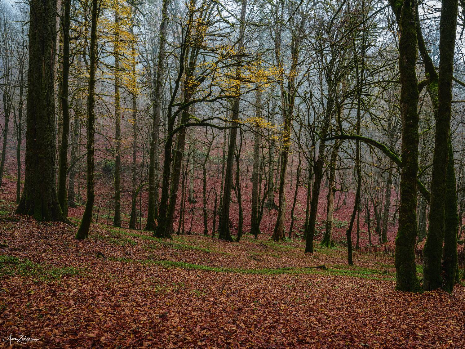 forest, travel, landscape, nature, autumn, tree, photography, Aws Zuhair